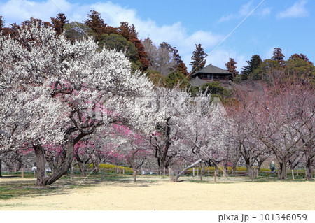 ロマンチック茨城(香り立つ華やかな公園を散歩する。心に柔らかな陽射しを浴びる。)水戸市、偕楽園の梅園 ロマンチック茨城(香り立つ華やかな公園を散歩する。心に柔らかな陽射しを浴びる。)水戸市、偕楽園の梅園 101346059