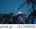 桜の木に沈む太陽 101346068