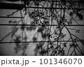 モノクロの桜 101346070