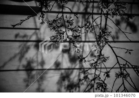 モノクロの桜 モノクロの桜 101346070