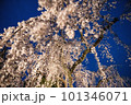 ライトアップされた枝垂れ桜 101346071