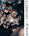 夜のライトアップされた夜桜 101346073