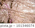 満開になった桜の花 101346074