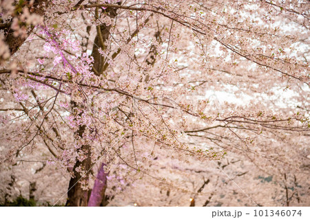 満開になった桜の花 満開になった桜の花 101346074