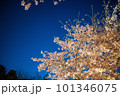 ライトアップされた夜桜 101346075