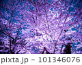紅葉した桜の木 101346076