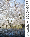 満開の桜と水面 101346077