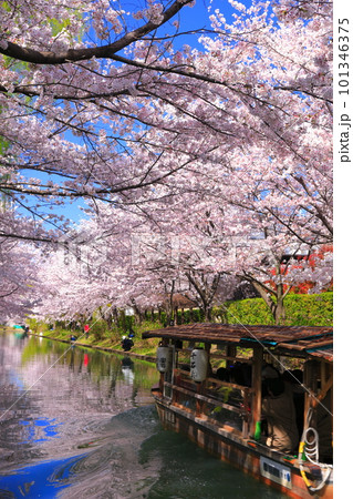 【京都府】晴天の伏見十石舟と満開の桜 【京都府】晴天の伏見十石舟と満開の桜 101346375