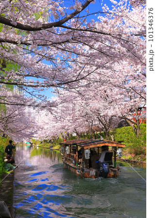 【京都府】晴天の伏見十石舟と満開の桜 101346376