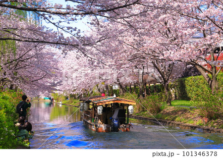 【京都府】晴天の伏見十石舟と満開の桜 101346378
