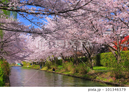 【京都府】晴天の伏見港と満開の桜（伏見十石舟） 101346379