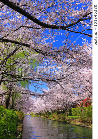 【京都府】晴天の伏見港と満開の桜(伏見十石舟) 【京都府】晴天の伏見港と満開の桜(伏見十石舟) 101346380