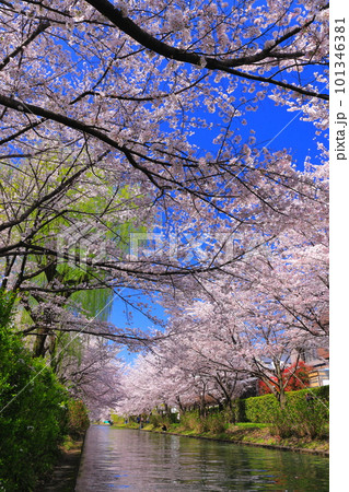 【京都府】晴天の伏見港と満開の桜(伏見十石舟) 【京都府】晴天の伏見港と満開の桜(伏見十石舟) 101346381