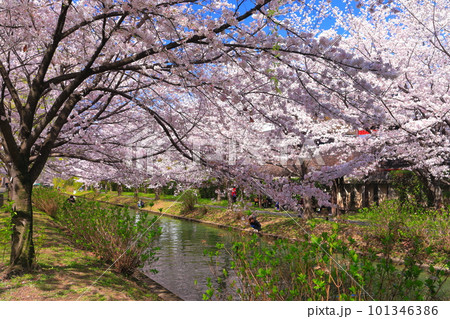 【京都府】晴天の伏見港と満開の桜（伏見十石舟） 101346386