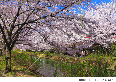 【京都府】晴天の伏見港と満開の桜(伏見十石舟) 【京都府】晴天の伏見港と満開の桜(伏見十石舟) 101346387