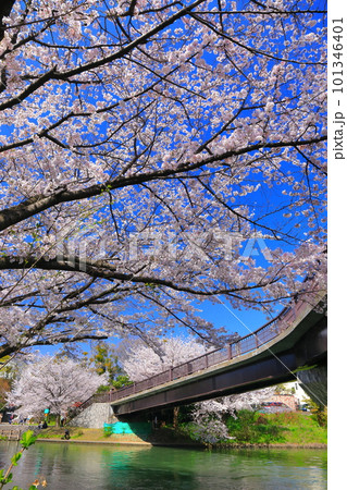 【京都府】晴天の伏見であい橋と満開の桜(伏見十石舟) 【京都府】晴天の伏見であい橋と満開の桜(伏見十石舟) 101346401