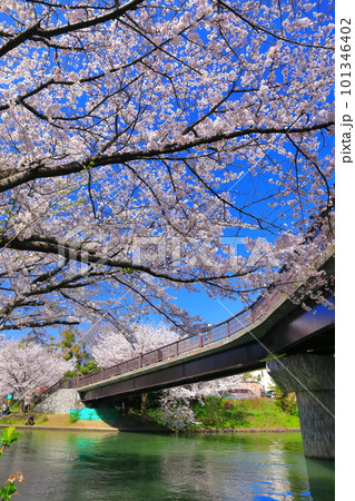 【京都府】晴天の伏見であい橋と満開の桜(伏見十石舟) 【京都府】晴天の伏見であい橋と満開の桜(伏見十石舟) 101346402