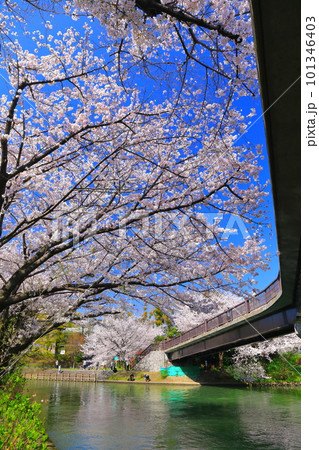 【京都府】晴天の伏見であい橋と満開の桜（伏見十石舟） 101346403