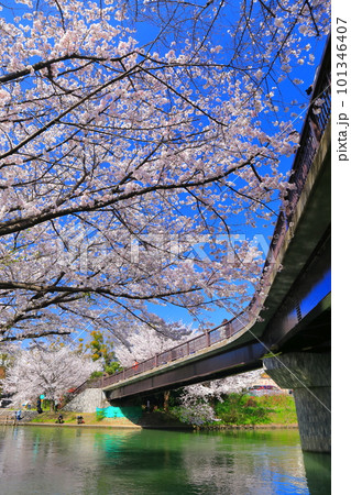 【京都府】晴天の伏見であい橋と満開の桜(伏見十石舟) 【京都府】晴天の伏見であい橋と満開の桜(伏見十石舟) 101346407