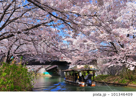 【京都府】晴天の伏見十石舟と満開の桜 101346409