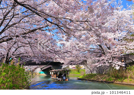 【京都府】晴天の伏見十石舟と満開の桜 【京都府】晴天の伏見十石舟と満開の桜 101346411