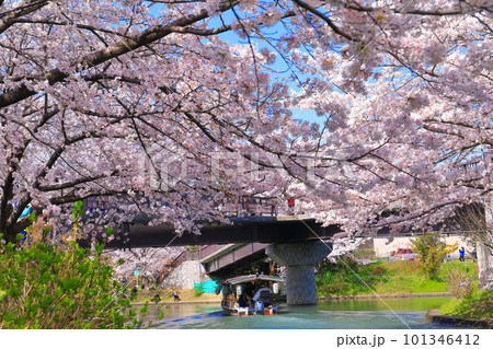 【京都府】晴天の伏見十石舟と満開の桜 【京都府】晴天の伏見十石舟と満開の桜 101346412