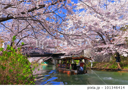 【京都府】晴天の伏見十石舟と満開の桜 101346414