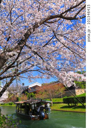 【京都府】晴天の月桂冠大倉記念館と満開の桜（伏見十石舟） 101346415