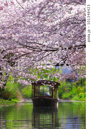 【京都府】晴天の伏見十石舟と満開の桜 101346423