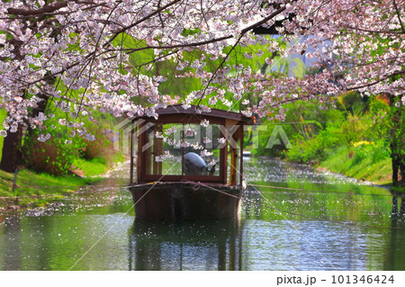 【京都府】晴天の伏見十石舟と満開の桜 101346424