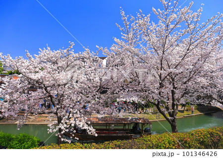 【京都府】晴天の伏見港と満開の桜（伏見十石舟） 101346426