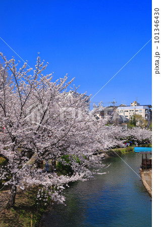 【京都府】晴天の伏見港と満開の桜（伏見十石舟） 101346430