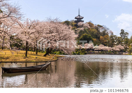 横浜市三渓園から満開の桜と三重塔 101346676