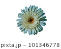 gerbera flower on white background 101346778