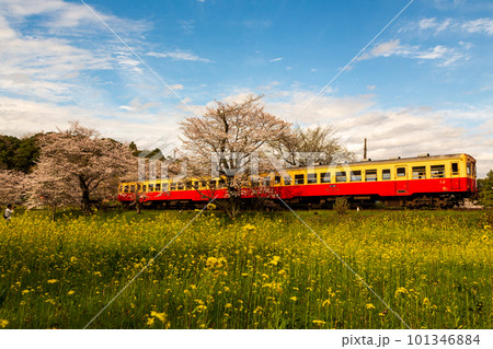 春の小湊鐡道飯給駅から菜の花と桜に彩られる気動車 春の小湊鐡道飯給駅から菜の花と桜に彩られる気動車 101346884