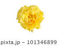 Yellow carnation flower isolated on white background 101346899