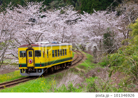 桜並木と菜の花に彩られた軌道を走るいすみ鉄道 桜並木と菜の花に彩られた軌道を走るいすみ鉄道 101346926