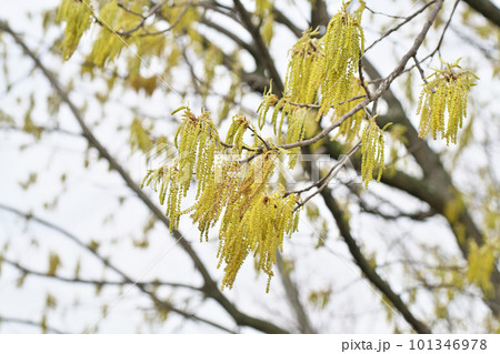 細長く黄色いクヌギの花（春、四月） 101346978