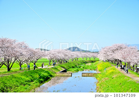 満開の桜並木　陽春の草場川 101347109