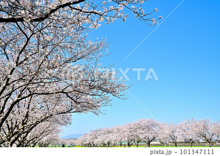 満開の桜並木　陽春の草場川 101347111