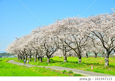 満開の桜並木　陽春の草場川 101347113