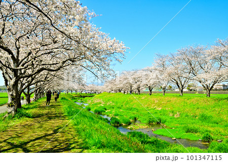 満開の桜並木　陽春の草場川 101347115