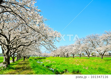 満開の桜並木 陽春の草場川 満開の桜並木 陽春の草場川 101347116