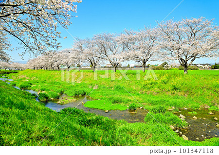満開の桜並木　陽春の草場川 101347118