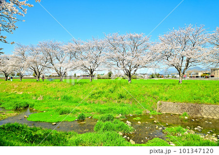 満開の桜並木　陽春の草場川 101347120