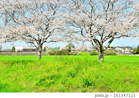 満開の桜並木　陽春の草場川 101347121