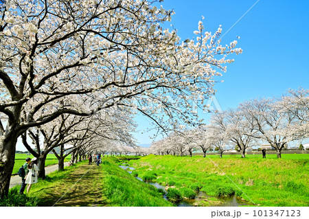 満開の桜並木 陽春の草場川 満開の桜並木 陽春の草場川 101347123