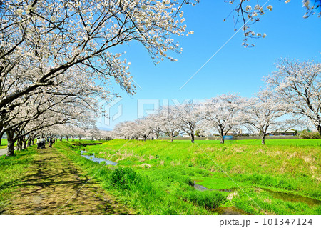 満開の桜並木 陽春の草場川 満開の桜並木 陽春の草場川 101347124