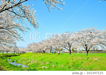 満開の桜並木 陽春の草場川 満開の桜並木 陽春の草場川 101347125