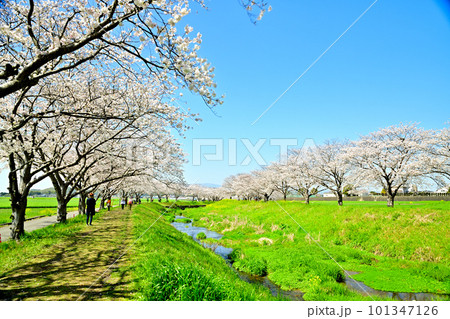 満開の桜並木 陽春の草場川 満開の桜並木 陽春の草場川 101347126